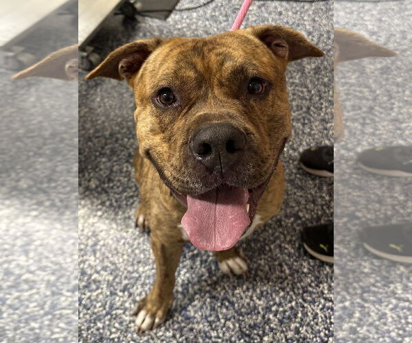 Medium Photo #2 Boxer-Unknown Mix Puppy For Sale in Jackson , NJ, USA