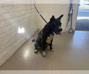 Mutt Dogs for adoption in San Bernardino, CA, USA