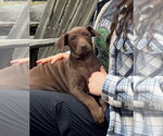 Small #5 Doberman Pinscher Mix