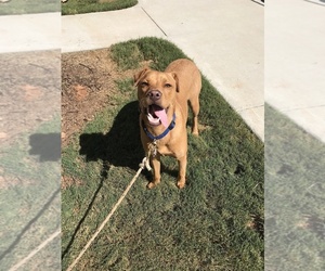 Mutt Dogs for adoption in SENOIA, GA, USA