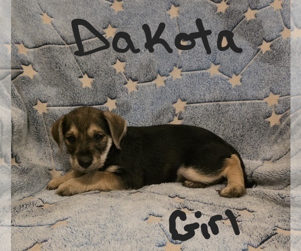 Medium Photo #20 Chizer Puppy For Sale in MONTEZUMA, GA, USA