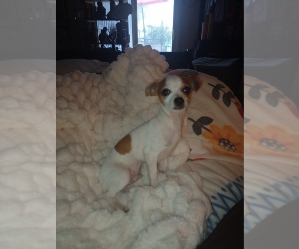 Medium Photo #1 Chihuahua Puppy For Sale in DAYTON, OH, USA