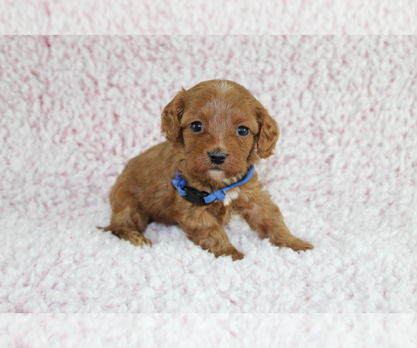 Medium Photo #4 Cavapoo Puppy For Sale in HOMELAND, CA, USA