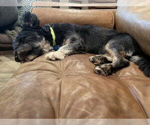 Waldo - Male Mutt Dog for Adoption - Photo #5