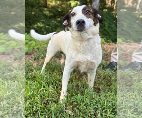 Medium Photo #2 Mutt Puppy For Sale in Clarkesville, GA, USA