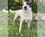 Small Photo #2 Mutt Puppy For Sale in Clarkesville, GA, USA