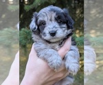 Puppy 3 Aussiedoodle Miniature