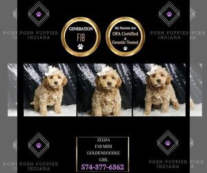 Goldendoodle (Miniature) Puppy for sale in WARSAW, IN, USA