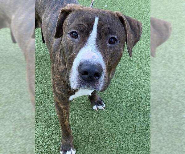 Medium Photo #2 American Bulldog-Unknown Mix Puppy For Sale in Fayetteville, NC, USA