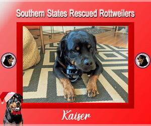 Rottweiler Dogs for adoption in White Hall, AR, USA