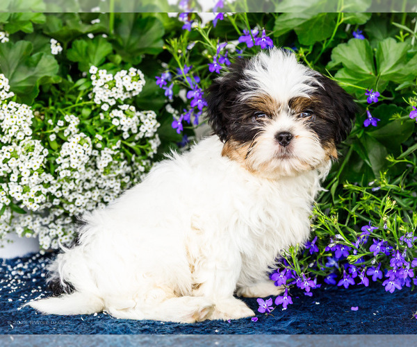 Medium Photo #10 Shih Tzu Puppy For Sale in WAKARUSA, IN, USA