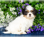 Small #9 Shih Tzu