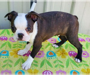Boston Terrier Dogs for adoption in Mountain View, MO, USA