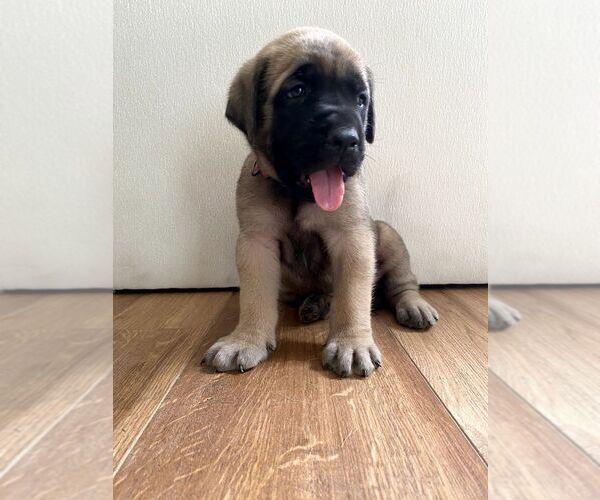 Medium Photo #12 Mastiff Puppy For Sale in CHESAPEAKE, VA, USA