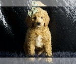 Small Photo #71 Cavapoo Puppy For Sale in WARSAW, IN, USA