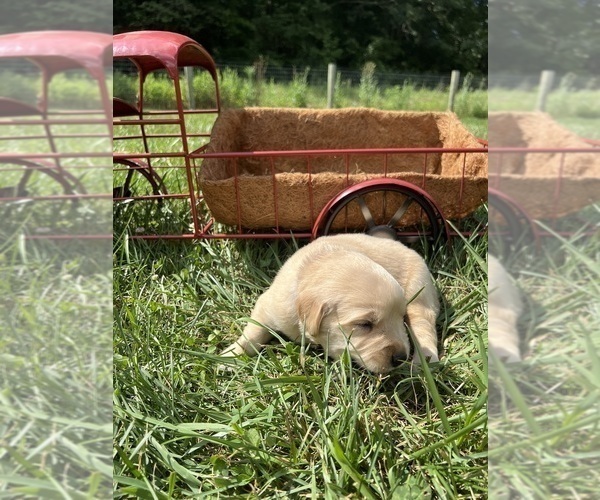 Medium Photo #10 Golden Retriever Puppy For Sale in NEOLA, WV, USA
