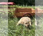 Small #9 Golden Retriever