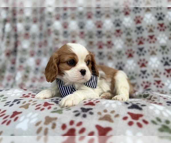 Medium Photo #4 Cavalier King Charles Spaniel Puppy For Sale in LAKELAND, FL, USA