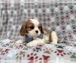 Small #3 Cavalier King Charles Spaniel