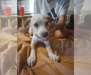 Mutt Dogs for adoption in The Woodlands, TX, USA