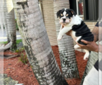Small Photo #2 Bulldog Puppy For Sale in HOLLYWOOD, FL, USA