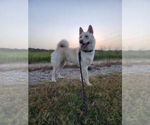 Shiba Inu Puppy for sale in QUINLAN, TX, USA