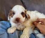 Small #18 Bernedoodle (Miniature)