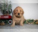 Puppy Frida Golden Retriever