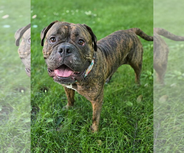 Medium Photo #2 Mastiff Puppy For Sale in Westminster, MA, USA