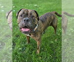 Small #1 Mastiff