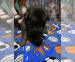 Small Photo #2 German Shepherd Dog Puppy For Sale in PAGELAND, SC, USA