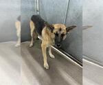 Small German Shepherd Dog