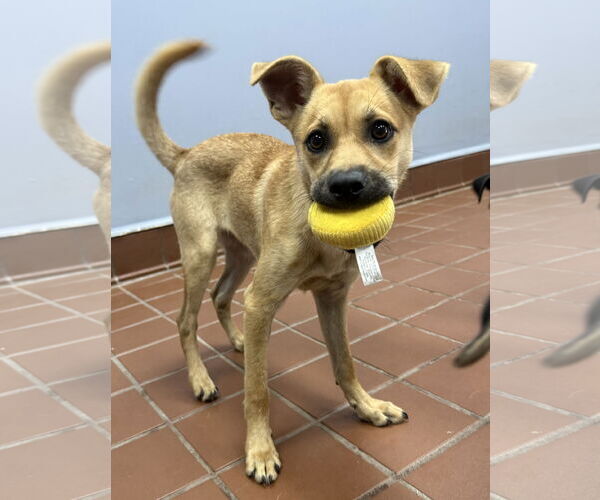 Medium Photo #1 Pug-Unknown Mix Puppy For Sale in Jefferson, NJ, USA