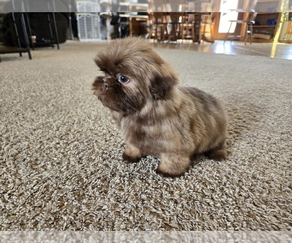Medium Photo #12 Shih Tzu Puppy For Sale in CARLYLE, IL, USA