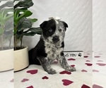 Small #5 Australian Cattle Dog-Miniature Australian Shepherd Mix