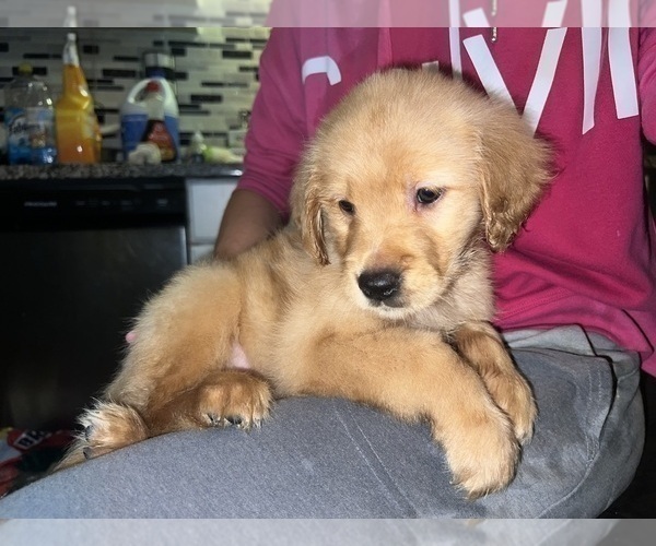 Medium Photo #5 Golden Retriever Puppy For Sale in WARWICK, RI, USA