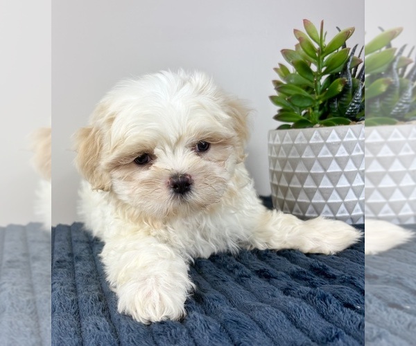 Medium Photo #2 Mal-Shi Puppy For Sale in INDIANAPOLIS, IN, USA