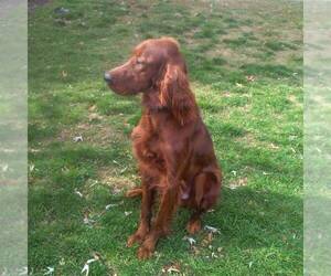 Father of the Golden Irish puppies born on 06/29/2026