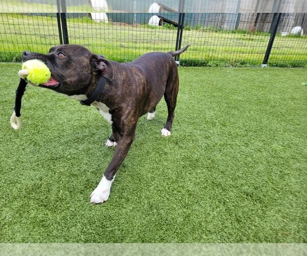 Medium Photo #2 American Pit Bull Terrier-Unknown Mix Puppy For Sale in Sykesville, MD, USA