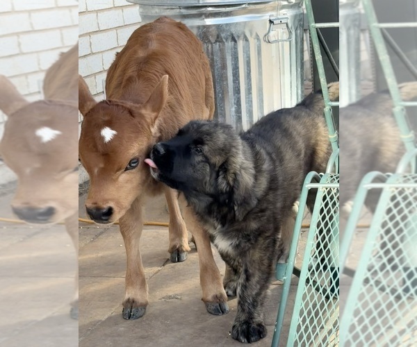 Medium Photo #9 Mastiff-Pyrenean Mastiff Mix Puppy For Sale in RHOME, TX, USA