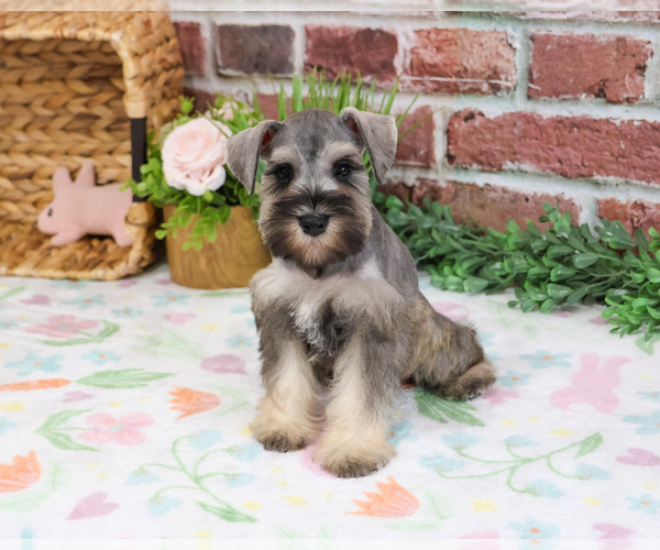 Medium Photo #3 Schnauzer (Miniature) Puppy For Sale in SYRACUSE, IN, USA
