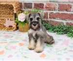 Small #2 Schnauzer (Miniature)