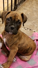 Boxer Puppy for sale in FAIRFAX, VA, USA