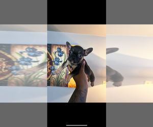 French Bulldog Puppy for sale in WESTPORT, MA, USA