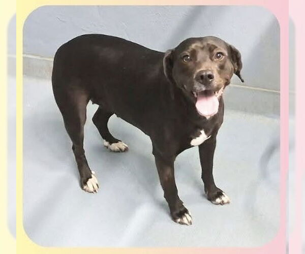 Medium Photo #2 Labrador Retriever-Unknown Mix Puppy For Sale in Brewster, NY, USA