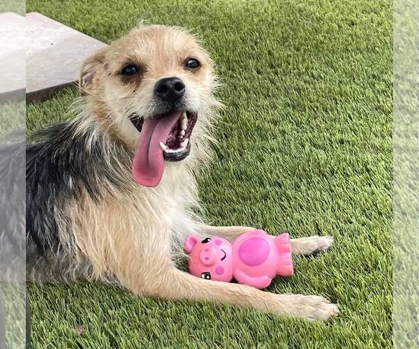 Medium Photo #2 Mutt Puppy For Sale in La Verne, CA, USA