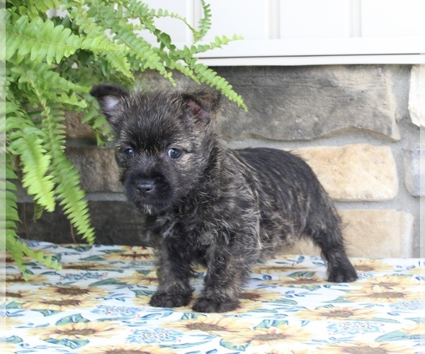 Medium Photo #1 Cairn Terrier Puppy For Sale in FREDERICKSBURG, OH, USA