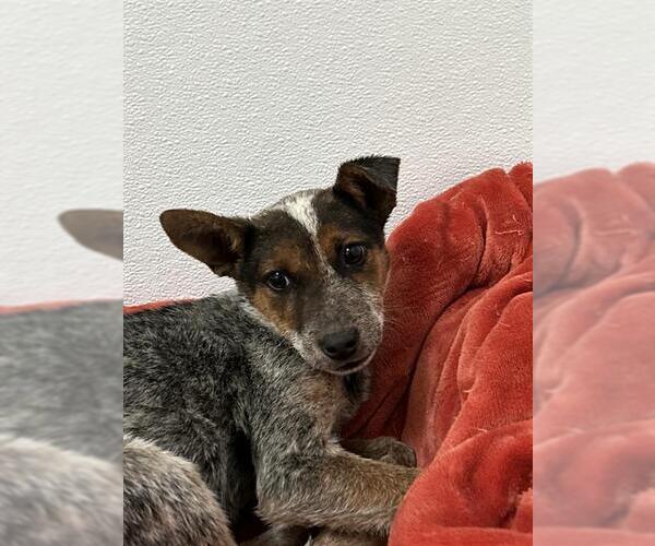 Medium Photo #1 Mutt Puppy For Sale in Ojai, CA, USA