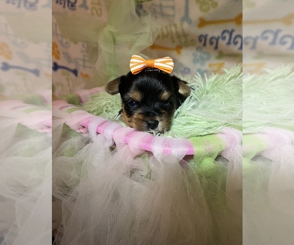 Medium Photo #3 Yorkshire Terrier Puppy For Sale in SPRINGFIELD, TN, USA