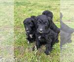 Small Photo #13 Bernedoodle Puppy For Sale in BAXLEY, GA, USA